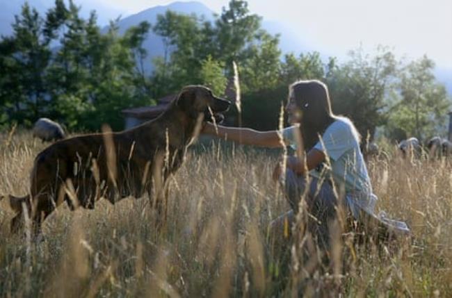 A woman sitting in long grass holds her hand out to greet a large dog