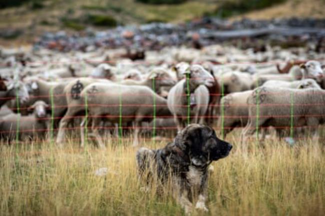 A dog keeps watch over a flock of sheep
