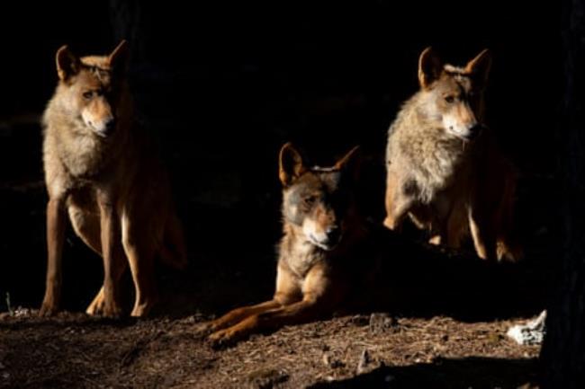 Three wolves in half shadow, two standing, one lying down.