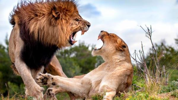 保护野生动物以减少大流行风险-小组