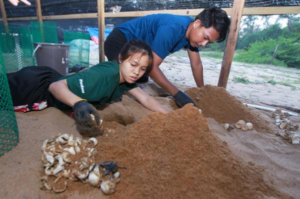 Co<em></em>nservationists are digging out turtle eggs that were not hatched or wher<em></em>e the turtles did not emerge on its own from the nest at the Chakar Hutan Turtle Co<em></em>nservation Centre.