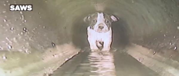 puppy in sewer