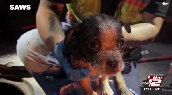 puppy after rescue