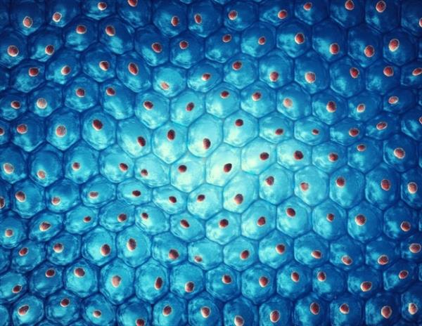研究在分子水平上揭示了交配的后果