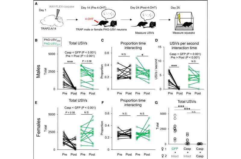 Mouse social calls and distress calls l<em></em>inked to different neurons