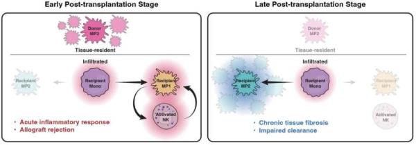 Revolutio<em></em>nary genomic study sheds light on immune microenviro<em></em>nment in transplanted pediatric hearts