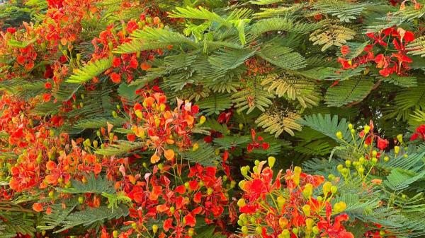 阿联酋-采用可持续实践可获得3%的ICV积分奖励