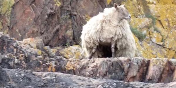 英国最孤独的羊被困在悬崖上两年，这是一个令人心碎的故事