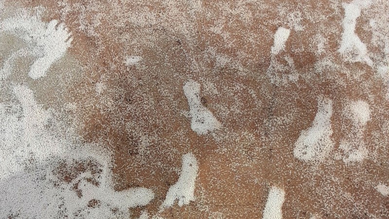 有证据表明，新墨西哥的脚印是美洲最古老的人类痕迹