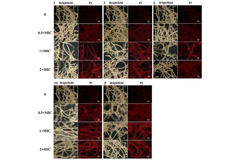 向日葵提取物可以对抗真菌，使蓝莓保持新鲜