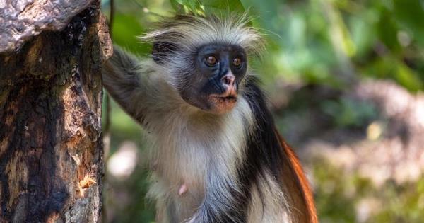 动物王国在银幕上的教训：当女性拥有权力时
