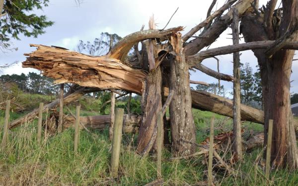 Trees snapped off in Kumeū during the high winds that came with Cyclone Gabrielle.
