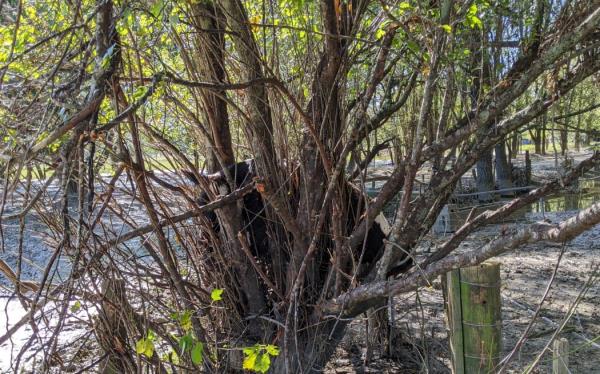 Slips and foliage block a one-way bridge in Rissington, Hawke's Bay.