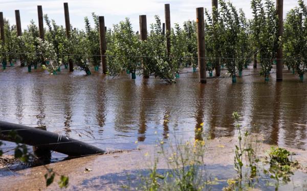 A flooded orchard and apples strewn over the road just outside Hastings.