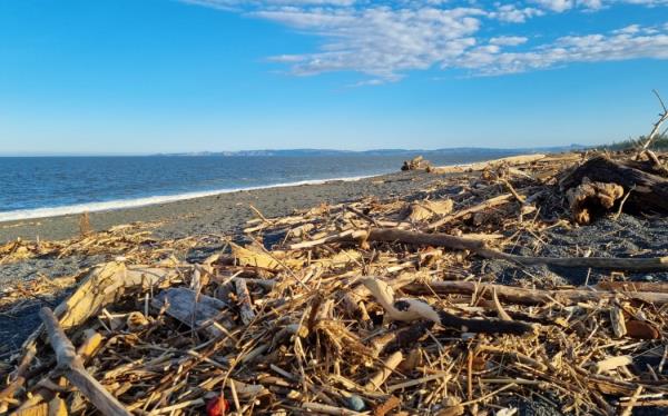 Slash on Napier Beach's coast line on 20 February, after Cyclone Gabrielle swept through the area.