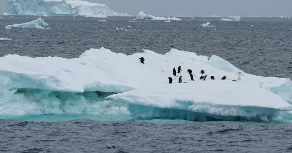 科学家说，禽流感首次到达南极洲大陆