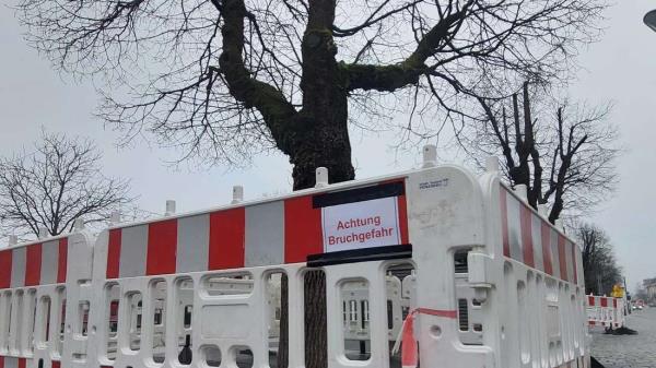 市政府获得许可：在彭茨堡砍伐列出的酸橙树