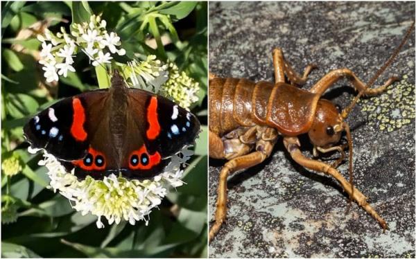 年度昆虫大赛帮助新西兰人了解本地昆虫