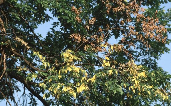 怀卡托庄园发现致命的荷兰榆树病