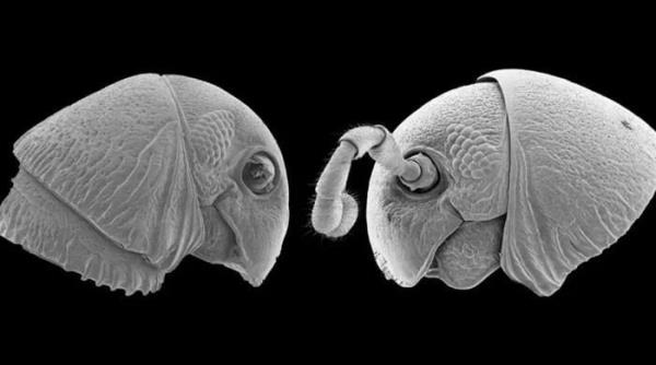 《星球大战》中在坦桑尼亚丛林中发现的类似外星人的虫子让科学家们抓狂