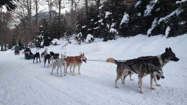 今年冬天，莫提斯(Mourtis)滑雪场将向雪橇狗开放滑道，这在上加龙(Haute-Garonne)是第一次