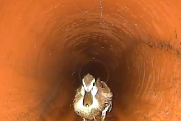 下水道工人“呱呱”地说，发现鸭子在地下游荡，水管堵塞了