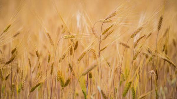 联合国称，俄罗斯占东非国家小麦进口量的近四分之一