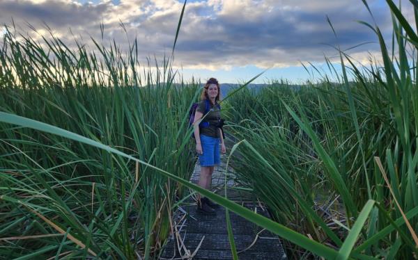 Stands of raupō in the wetlands are a perfect hiding place for the secretive bittern