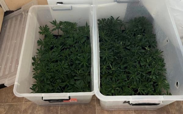 The cannabis plants were at varying stages of maturity.