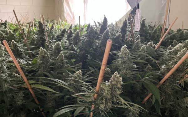 奥克兰破获大规模大麻交易