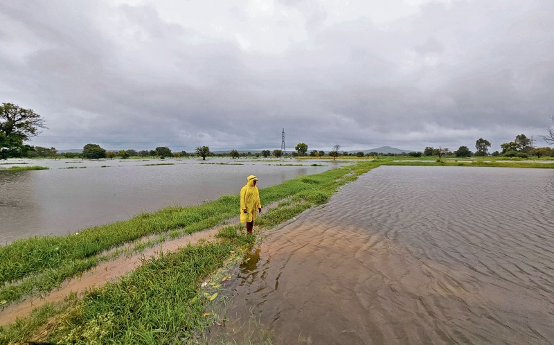 Paddy fields have turned into lakes at Yalluru near Belagavi following heavy rains. 