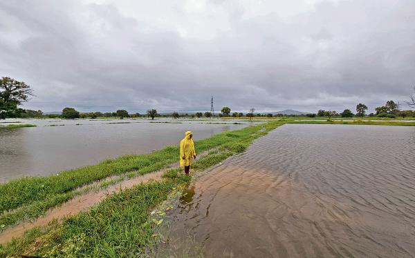 Paddy fields have turned into lakes at Yalluru near Belagavi following heavy rains. 
