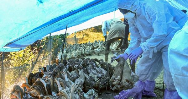 喀拉拉邦Kottayam的国营家禽养殖场爆发禽流感