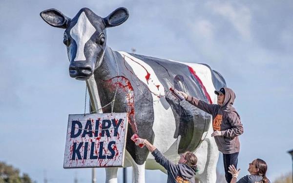活动人士在塔拉纳基标志性的奶牛雕像上悬挂“奶牛死亡”的标志