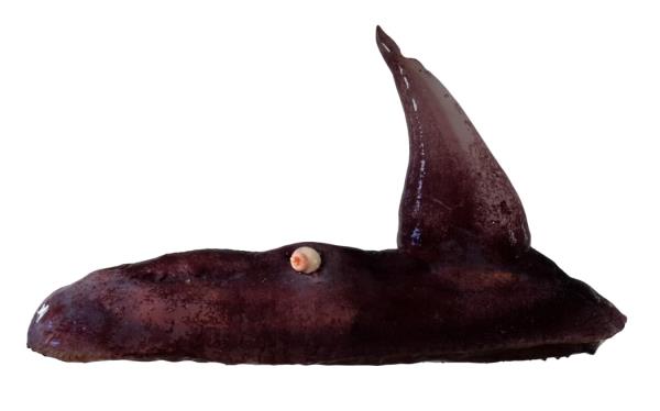 A strange goopy purple sea cucumber blob with a large triangular extension sticking out of its back like a fin or a sail. A tiny white spiral snail shell is attached to the back of the purple blob.