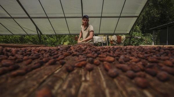世界可可价格飞涨，夺走了哥伦比亚非法种植古柯的空间