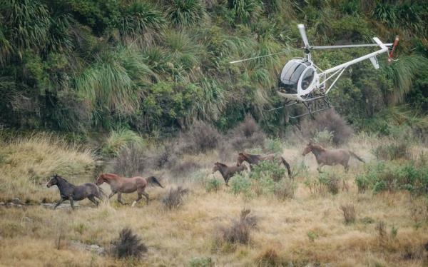 Kaimanawa horse muster