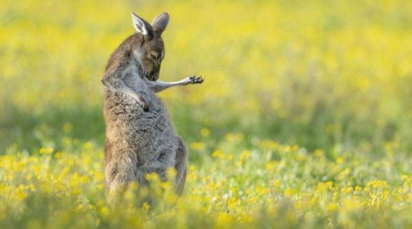 袋鼠弹空气吉他赢得了今年的喜剧野生动物摄影奖