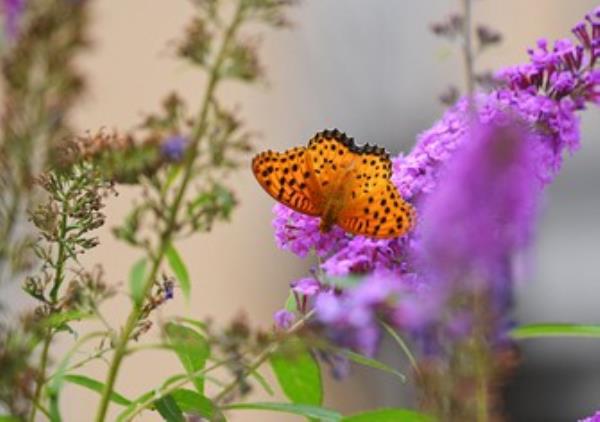 东京郊区住宅花园被指定为国家生物多样性遗址