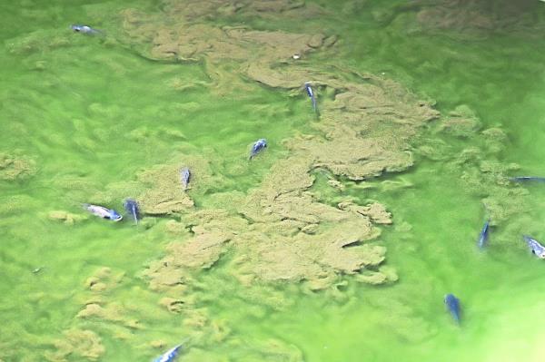 对喘着气的鱼感到震惊