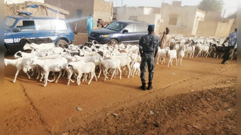 Keur Momar Sarr：封锁在塞内加尔gusamo的流动牧羊人-信使南美