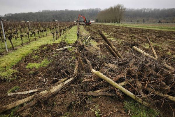 葡萄酒消费量的下降正在重塑法国的葡萄园