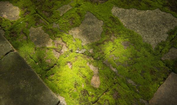 “杀死庭院苔藓”自然，不擦洗使用清洁剂的优秀方法