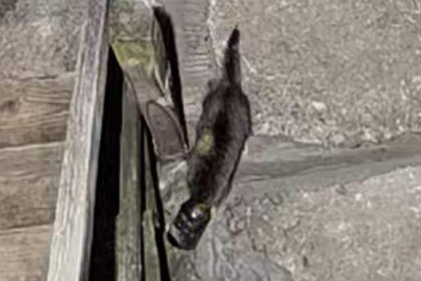 参见圣诞节救援一只头卡在罐子里的猫