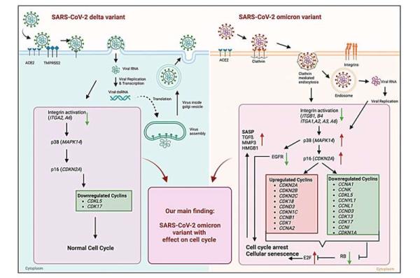 SARS-CoV-2组粒变异的独特致病机制：选择性诱导细胞衰老