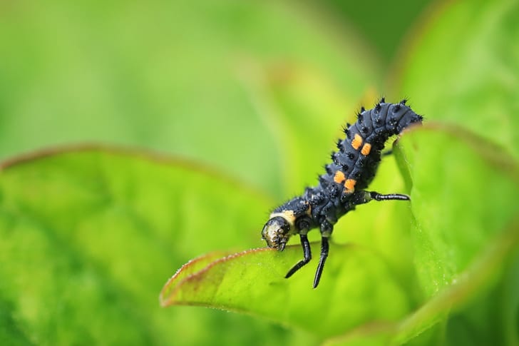 Larva of a ladybug on a leaf.