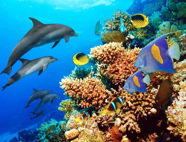 生物多样性中心起诉美国国家海洋和大气管理局保护加勒比海和印度太平洋地区20种受威胁的珊瑚物种
