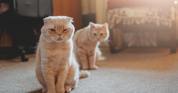 我的宠物世界：如何减轻养多只猫的家庭压力