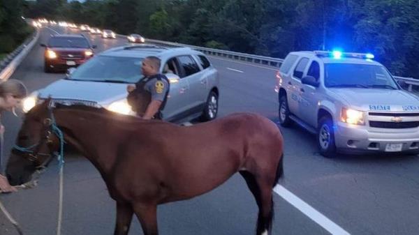照片显示，一匹在弗吉尼亚州阻碍I-64公路交通后被“拘留”的脱缰野马