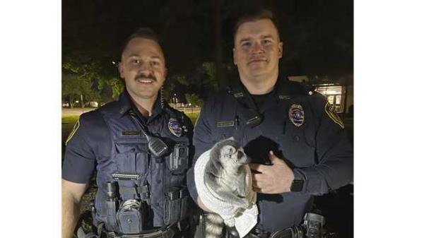 狐猴跑了!视频显示，警察正在追捕密苏里州逃跑的小动物